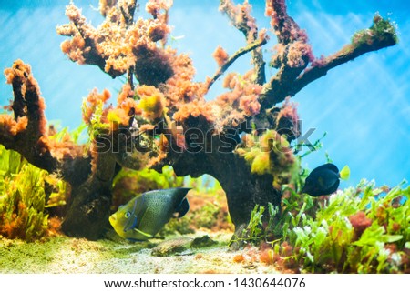 Coral reef and fishes in aquarium with blue water