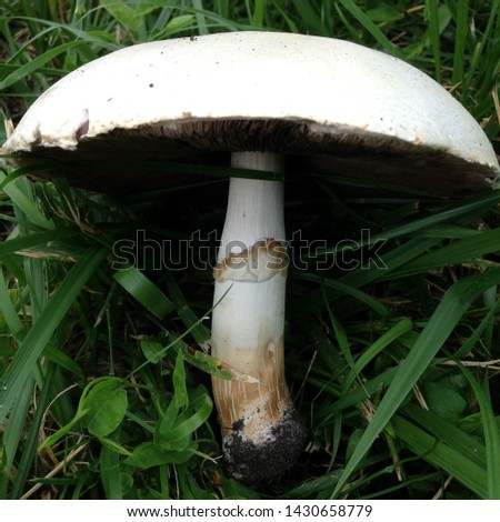 Macro photo nature white mushroom toadstool. Background of mushroom toadstool on a green field. Mushroom amanita growing in the forest in the grass.