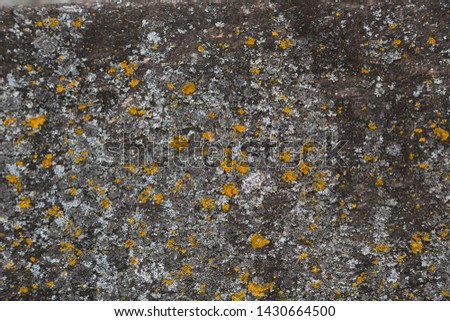 Wooden texture with yellow moss.