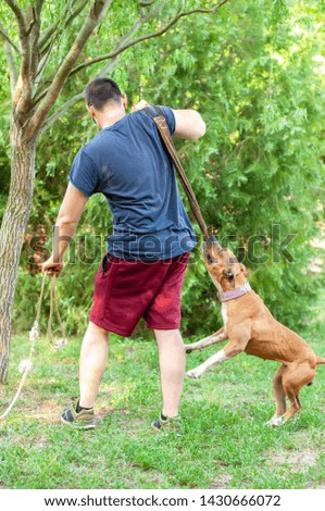 View on a man while training of an american staffordshire terrier dog while pulling a rope on a sunny day in a green environment.