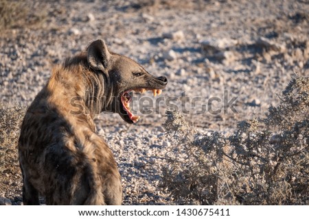 Closeup on the spotted hyena with open mouth, also known as the laughing hyena, currently classed as the sole extant member of the genus Crocuta. Etosha National Park, Namibia, Africa.