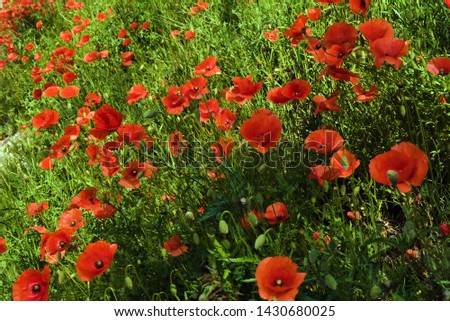 Meadow full of red poppies flowers growing in grass