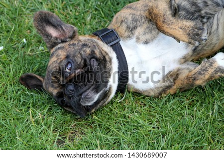 french bulldog with funny face, lying in the grass.  smiling bulldog with brindle fur drawing