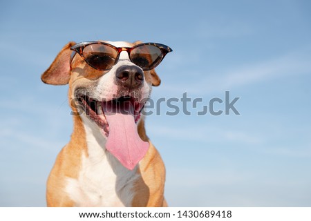 Funny dog in sunglasses outdoors in the summer. Cute staffordshire terrier posing and smiling, summer vacation and holidays concept Royalty-Free Stock Photo #1430689418