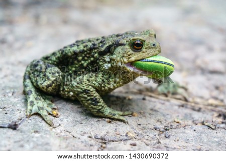 Toad trying to swallow a green caterpillar