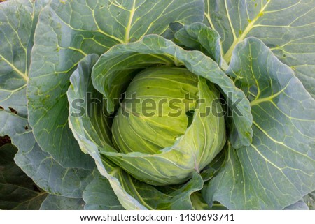 Cabbage (Brassica oleracea) in vegetable garden
