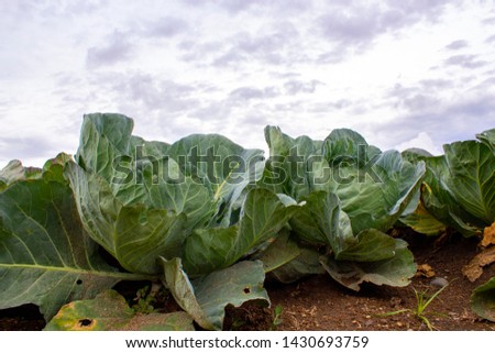 Cabbage (Brassica oleracea) in vegetable garden