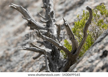 Composition with dead juniper tree on the mountain of Madrid with gray background.