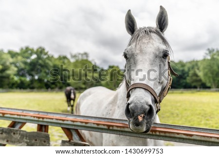 White/Grey Horse on Farm Looking over Fence