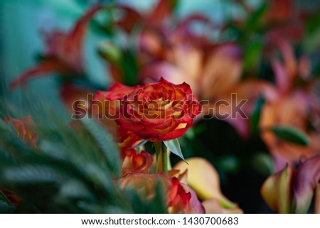 Orange Red and Green Flower Floral Arrangement Close Up Macro