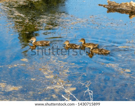Mallard Ducks swimming on Twin Lakes in Arlington, WA