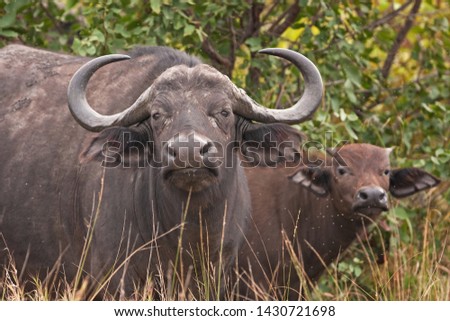 African buffalo, cape buffalo, syncerus caffer, Kruger national park