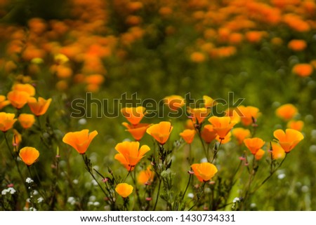 Flowering orange California poppies with green grass