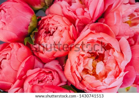 Pink and coral peonies. Beautiful peony flowers background Royalty-Free Stock Photo #1430741513