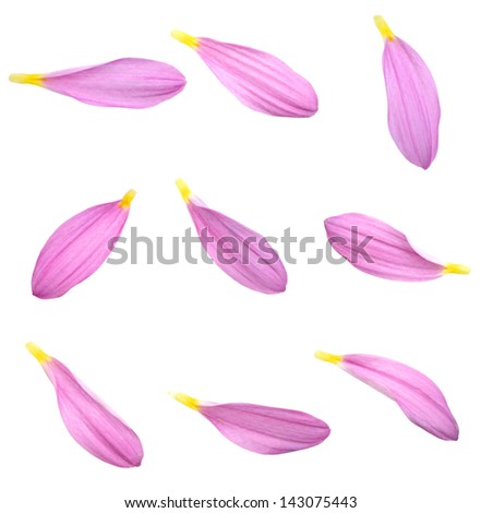 Set of chrysanthemum petals Royalty-Free Stock Photo #143075443