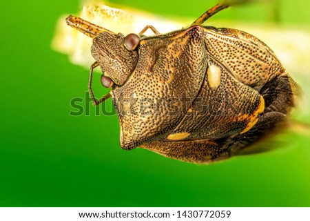 Stink bugs Eocanthecona furcellata with green back ground from high magnification extreme macro photography