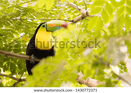 rainbowbilled toucan, Ramphastos sulfuratus on green background