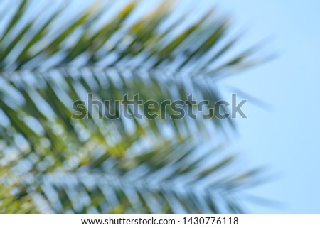 Palm leaves and blurred sky
