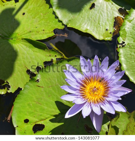 Lotus flower closeup. Mauritius island, Africa. Pamplemousses garden