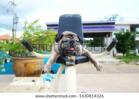 Close-up picture of a cute old Pug dog lying on an outdoor exercise machine