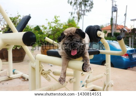 Close-up picture of a cute old Pug dog lying on an outdoor exercise machine