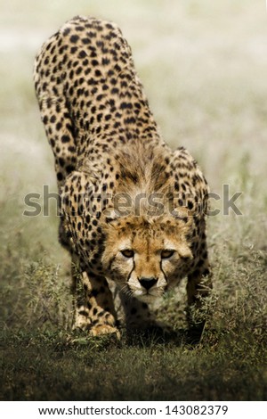 look of cheetah
