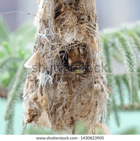 A picture of sunbird in the nest incubate the egg with bokeh pine tree insight.
