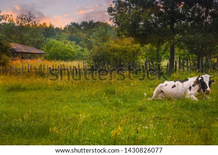 Cows in resting position on the green meadow at sunset with old wooden barn and fence in the second plan. Styled stock photo with rural landscape in Romania. Countryside scene with natural envirnoment