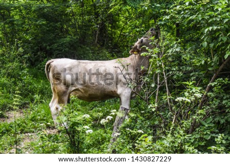 Cow grazing fresh green leaves in the garden. Styled stock photo with rural landscape in Romania. Countryside scene with natural environment.