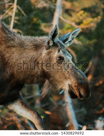 Moose on Cape Breton Island, Nova Scotia, Canada