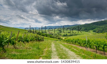 vineyards of Alsace near Bergheim on a summer day