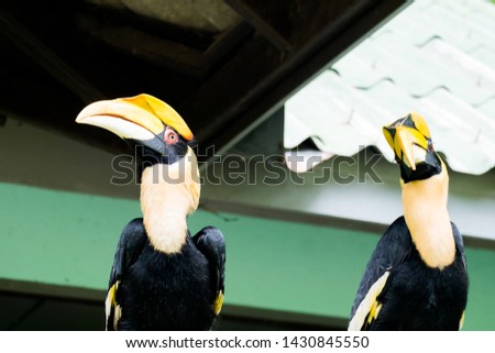 hornbill in wildlife breeding station.