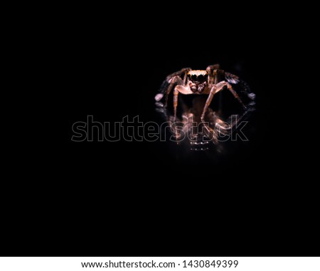 Macro photo of a small Jumping Spider