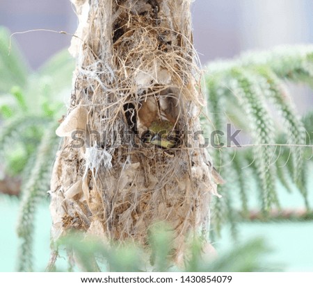A picture of sunbird in the nest incubate the egg with bokeh pine tree insight.