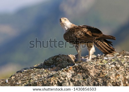 Male of Bonelli´s Eagle, Aquila fasciata, raptor