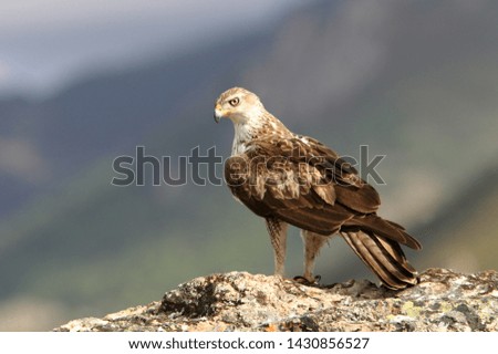 Male of Bonelli´s Eagle, Aquila fasciata, raptor