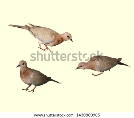 flying birds set. Watercolor birds - sparrow, titmouse and chickadee.