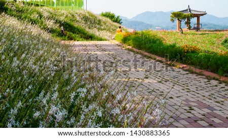 A beautiful park where buckwheat flowers are white