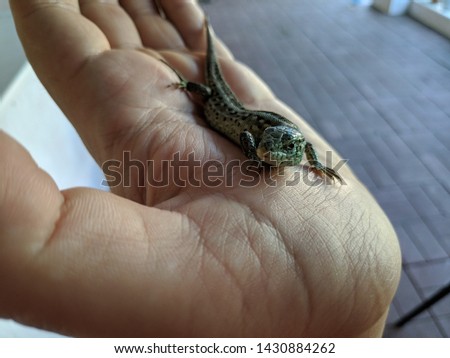 lizard on hand. beautiful gray lizard.