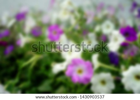 blurred background of colorful flowers in the garden