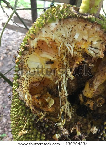 Is a picture of the damage of jackfruit from the bite of a squirrel