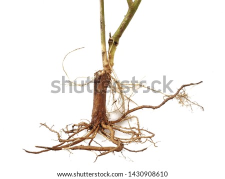 Roots of tree on white background.