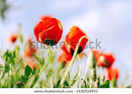 Red flowers of poppies against the cloudy sky. Nature in the region of Turkestan region of Kazakhstan. Poppy field.