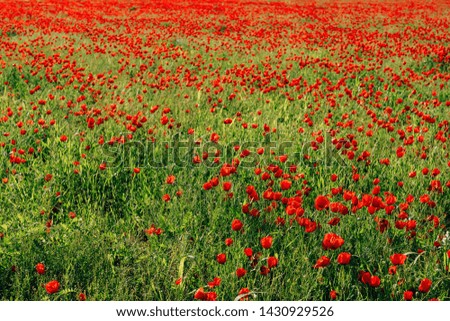 Red flowers poppies. Nature in the region of Turkestan region of Kazakhstan. The texture of the poppy field.