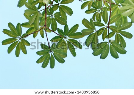 Green leaves on the tree with clear sky background