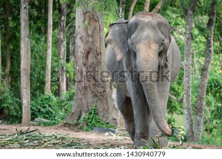 Young elephant living in the jungle, It is feeding by sugar cane, greenery environment as the background. Animal life activity photo.