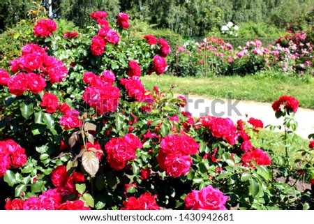 Pink and red roses colorful garden blooming in green close up. Beautiful nature botany photo wallpaper, background, screen saver.