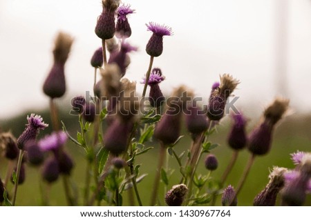Thistle flower of pink color in the  green summer field