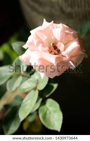 Pink roses bloom with aroma in the garden beside the house, a beautiful natural environment on the planet