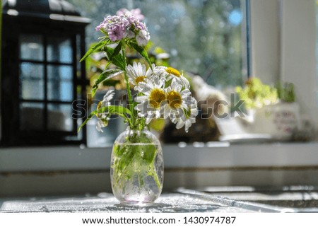 still life of chamomile and wildflowers in a small glass vase on the table in the sun from the window, against the kitchen countertop